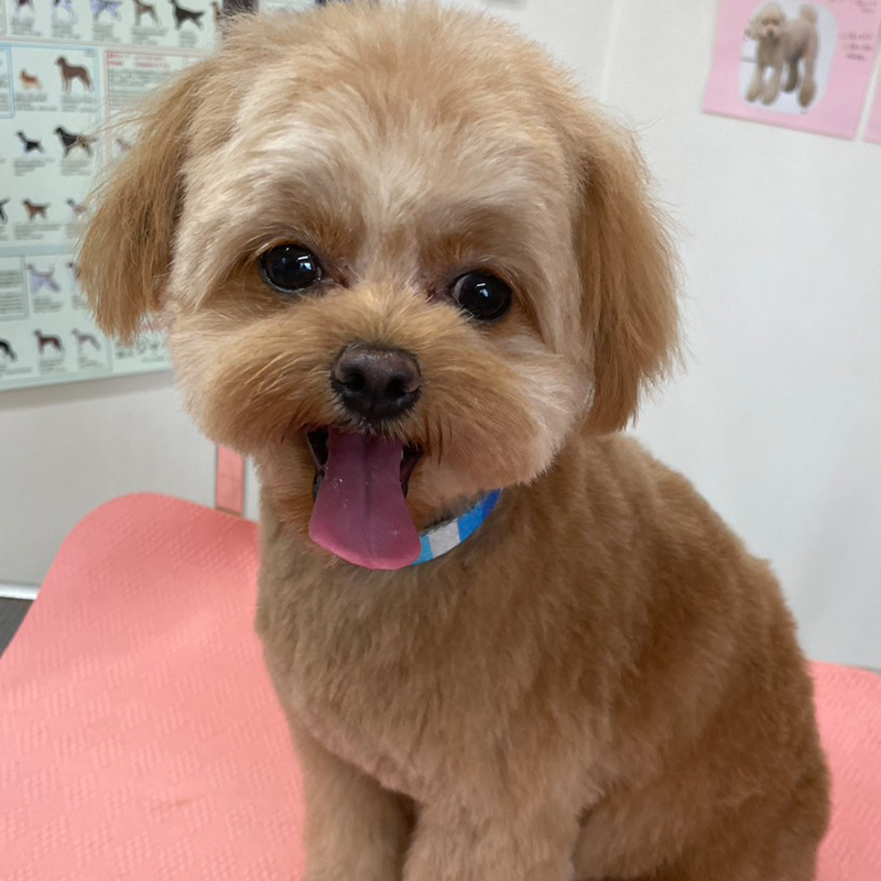 トリミングご利用のわんちゃん3