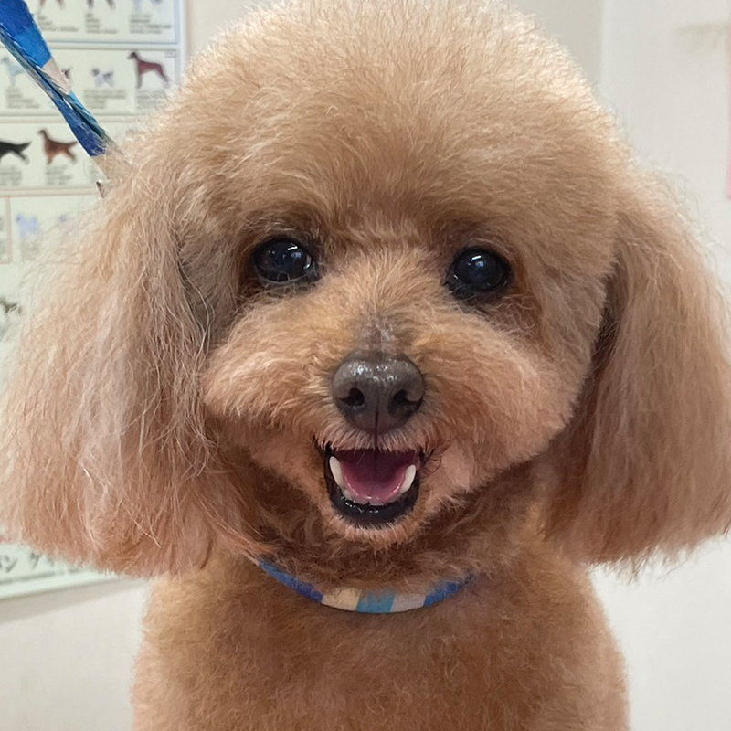 トリミングご利用のわんちゃん4