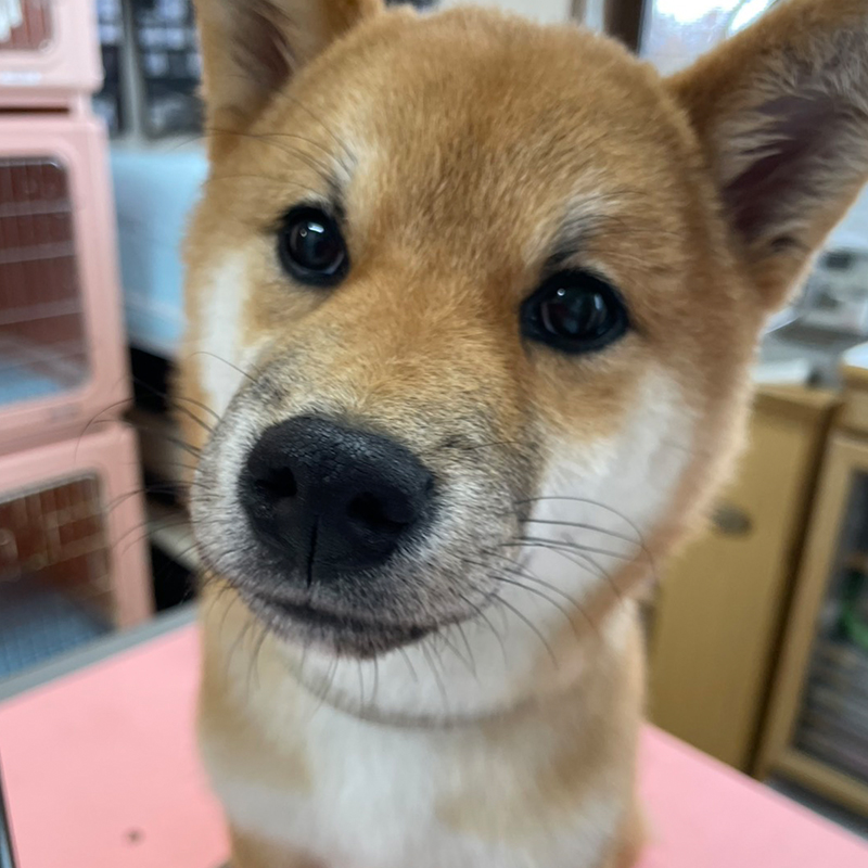 トリミングご利用のわんちゃん5