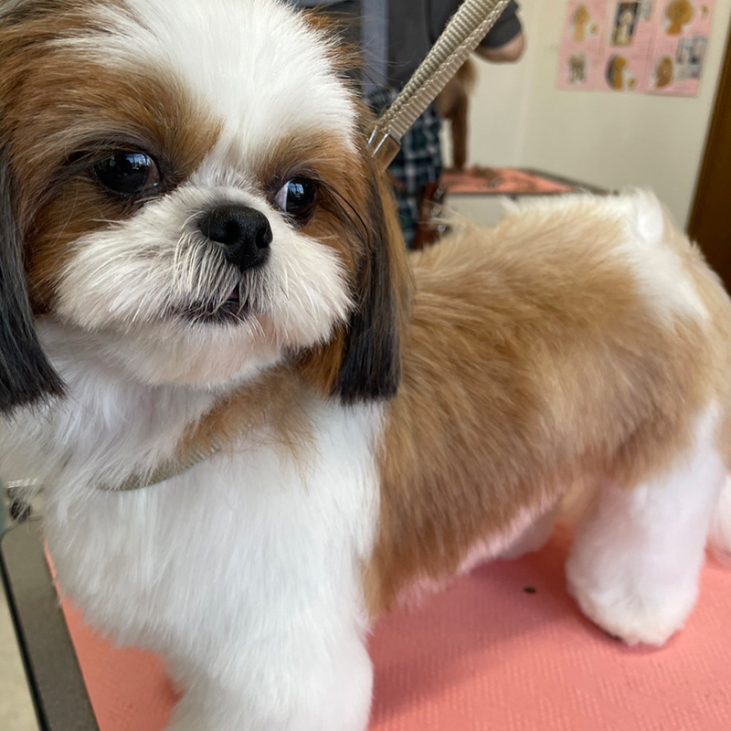 トリミングご利用のわんちゃん6